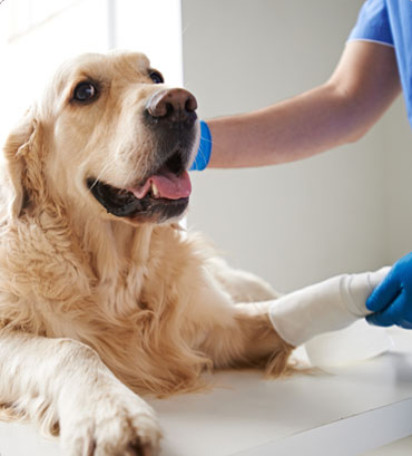 gold retriever being checked by a vet